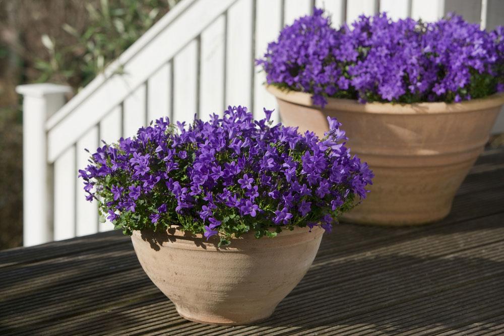 planter til krukker udendørs planter til krukker udendørs